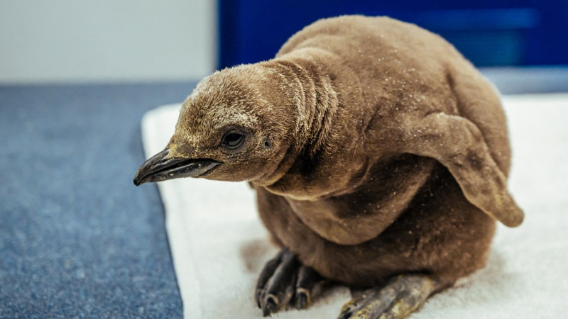 A cute penguin on the clinic table